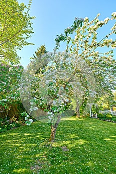 Backyard, fence and lawn with tree or bloom in spring with maintenance with flowers in the outdoor. Landscape, grass and