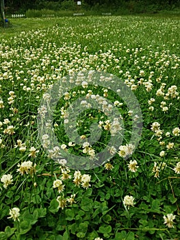 Backyard field full of luah white clover blooms