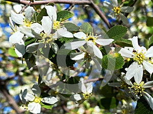 Backyard garden closeup tree blooming white flower blooms trees cheery blossom spring blossoms nursery springtime