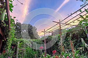 Bamboo trellis with luffa vines growing at vegetable and flower garden with dramatic sunrise sky in Texas, USA