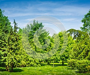 Backyard and garden with manu trees and grass on lawn