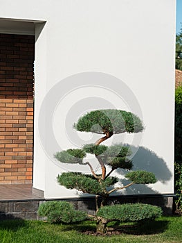 Backyard garden with nicely trimmed bonsai, bushes and grass in front of the modern European style villa.