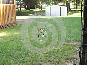 Backyard Garden Spider