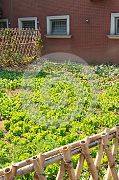 backyard garden in a sunny day vertical composition