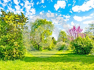 Backyard and garden with trees, green grass on lawn and blue sky with white clouds