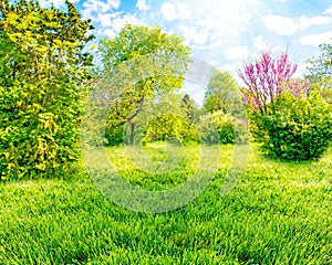 Backyard and garden with trees, green grass on lawn and blue sky with white clouds