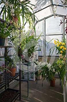 Backyard Greenhouse