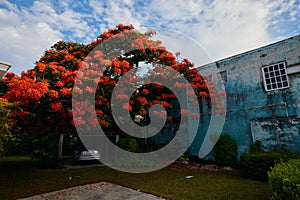 Backyard of a house with a red flamboyant tree and a parked car