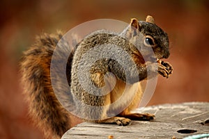 Backyard image of a brown squirrel feeding