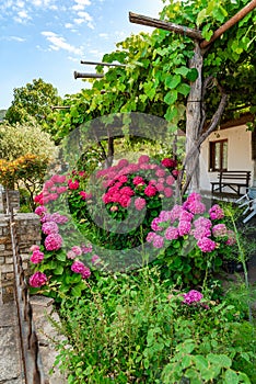 Backyard landscaping ideas with blooming Hortensia hydrangea grapes and plants, Greece.