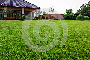 Backyard with lush green grass on sunny day, closeup