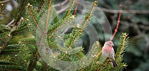 Backyard Male House Finch