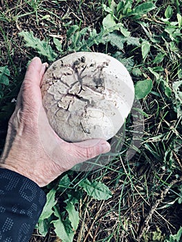 Backyard mushrooms growing wildly under tree in New England (massachusetts)