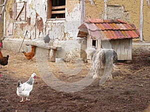 Backyard of an old village house. Hens and dog.