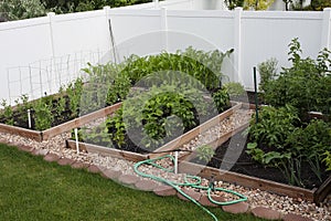 Backyard Organic Vegetable Garden photo