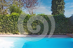 Backyard with outdoor inground residential swimming pool, garden, deck and green hedge sunny day in the summer