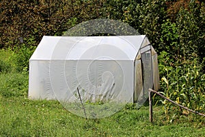 Backyard plastic greenhouse with metal doors covered with white nylon and surrounded with high uncut green grass and tall trees