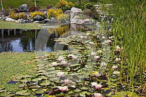 Backyard Pond Water Feature