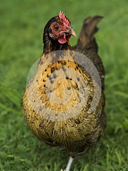 Backyard poultry golden laced bantam pullet photo