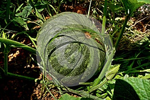 Backyard pumpkin located in the rural region of the Jardim das Oliveiras neighborhood.