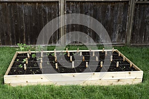 Backyard raised vegetable garden with seedlings divided by string and labeled