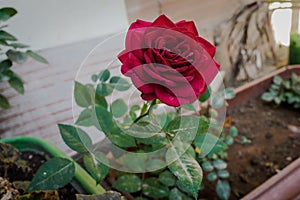 Backyard red rose in rural region.