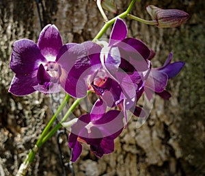 Backyard rock orchid in rural region.