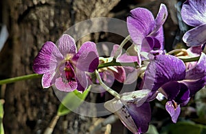 Backyard rock orchid in rural region.