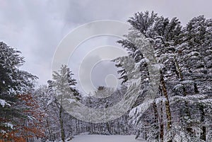 Backyard during snow storm