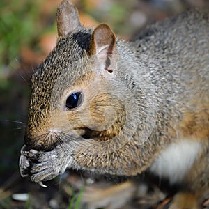 Zadný dvor veverička jesť semená von z ruky 
