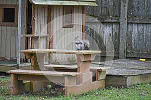 Backyard Squirrel Sitting on a Picnic Table by Clubhouse