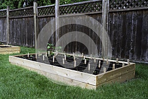 Backyard vegetable garden box with seedlings divided by string and labeled