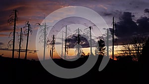 Backyard view Rebirth after fire devistation