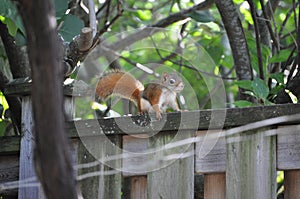 Backyard Visitor - Red Squirrel