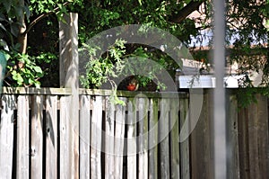 Backyard Visitor - Red Squirrel