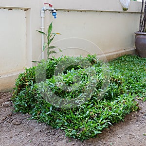 Backyard, yard work planting a new sod grass