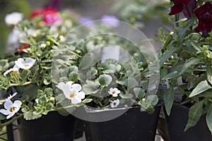 Bacopa Flowers in Greenhouse photo