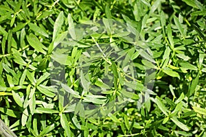 Bacopa monnieri ,Bitter Leaf,