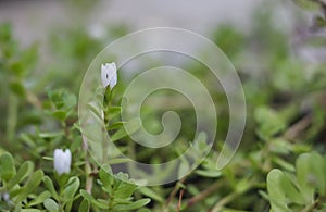 Bacopa monnieri, herb Bacopa is a medicinal herb used in Ayurveda, also known as `Brahmi`