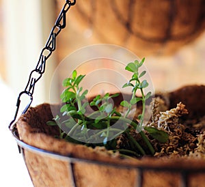 Bacopa plant in basket