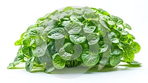 Bacopa Plant with Leaves Forming into Brain Shape Representing Long-Term Cognitive Benefits