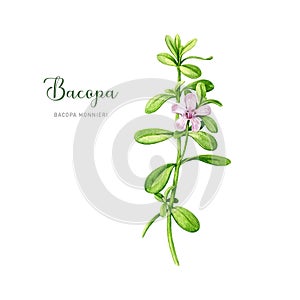 Bacopa plant watercolor illustration. Hand drawn Bacopa monnieri adaptogenic medicinal herb. Brahmi herb stem with