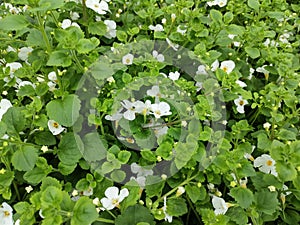 Bacopa scopia 'Gulliver White'