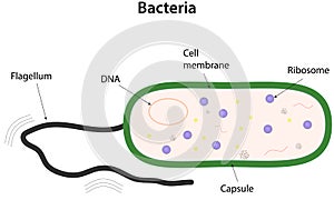 Bacteria