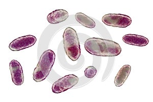 Bacteria Aggregatibacter, illustration