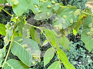 Bacteria atacks trees leaves. Disease of fruit trees. Plant disease close up. Redness leaves of currant, brown blisters on green