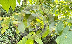 Bacteria atacks trees leaves. Disease of fruit trees. Plant disease close up. Redness leaves of currant, brown blisters on green