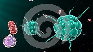 Bacteria attacking the immune system