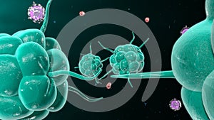 Bacteria attacking the immune system
