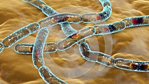 Bacteria Bacillus anthracis, the causative agent of anthrax disease